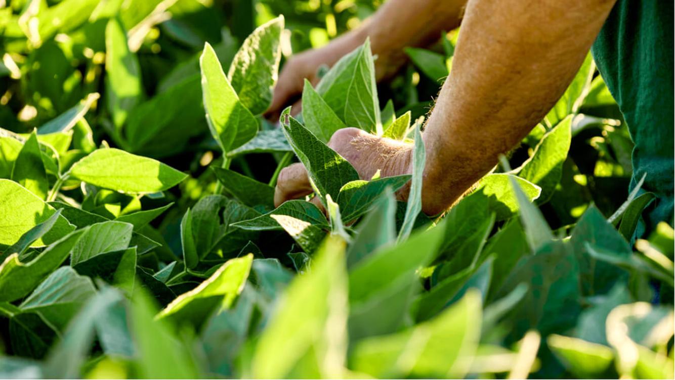 A close up of patch of plants