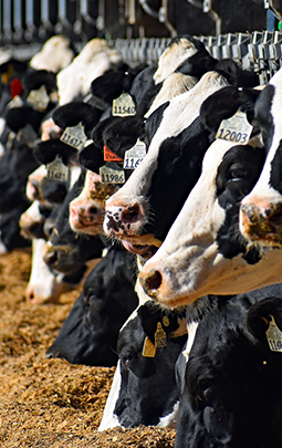 Holstein dairy cows eating feed at a bunk inside a barn