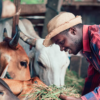 A person feeding a cow
