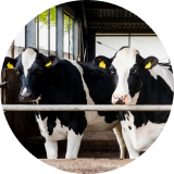 Black and white cattle in a barn