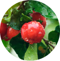 A close-up of a red guarana fruit with green leaves on the plant.