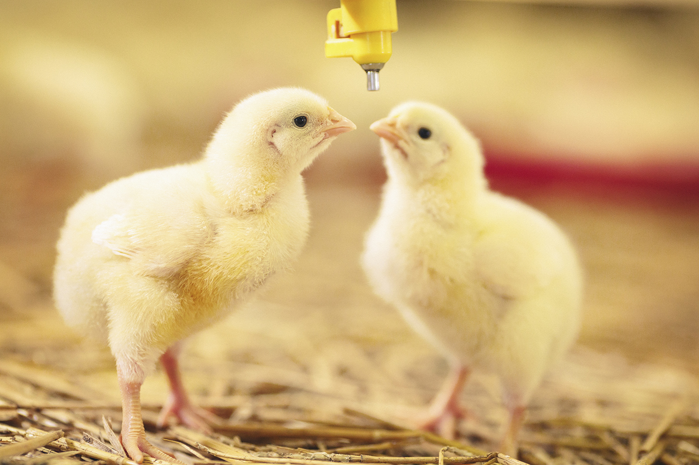 Two little chicks drinking water-GettyImages-591819020.jpg