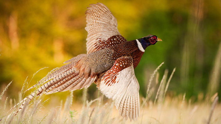 A game bird, pheasant, flying across a field