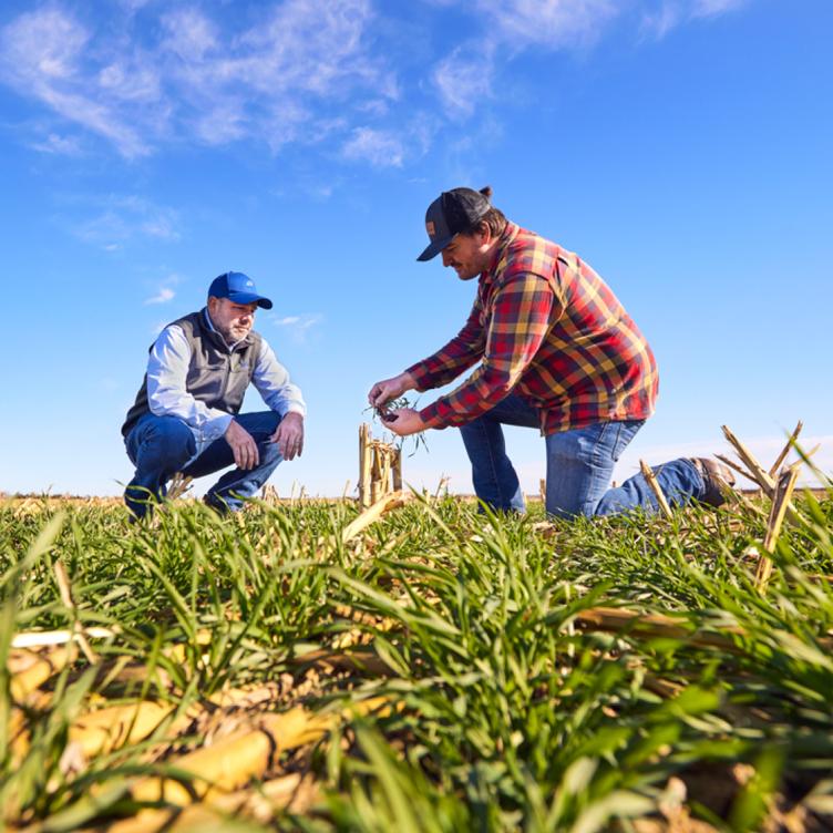 Two people kneeling in a rye field