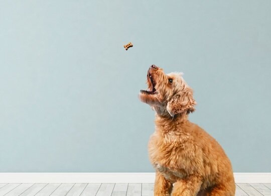 dog & petfood