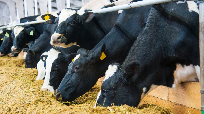 Holstein dairy cows eating feed at a bunk inside a barn